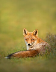 Close up of a cute Red fox lying in the meadow