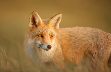 Naklejka na ściany i meble Close up of a red fox in the evening light