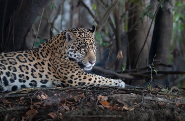 Close up of a Jaguar lying on tree roots on a river bank