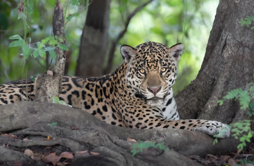 Naklejka na ściany i meble Close up of a Jaguar lying on a river bank