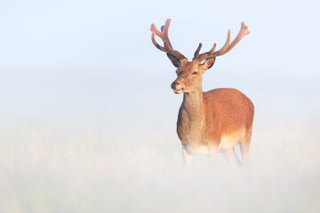 Portrait of a red deer stag with velvet antlers on a misty summer morning
