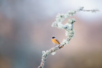 Common Redstart perched on a tree branch against colorful background