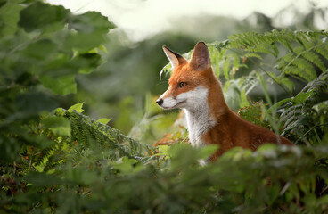 Close up of a Red fox in ferns