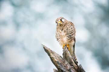 Close up of a common kestrel perched on a tree trunk