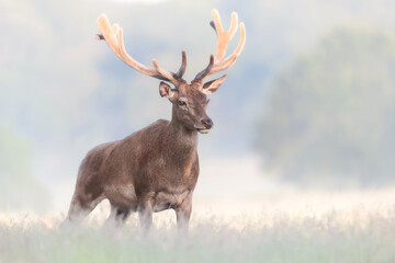 Naklejka na ściany i meble Red deer stag with velvet antlers on a misty summer morning