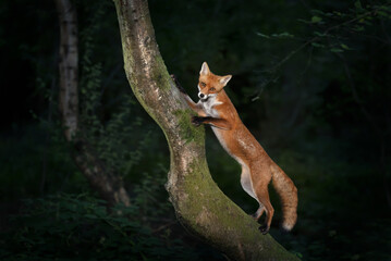 Naklejka premium Red fox cub standing on a tree in forest