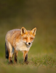 Close up of a Red fox in the field of grass