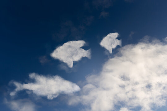 Close-up of clouds shaped like fish