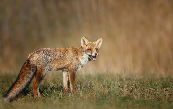 Close up of a cute Red fox in the meadow