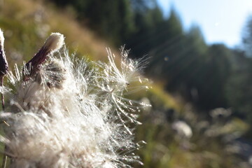 Österreich-Alpen