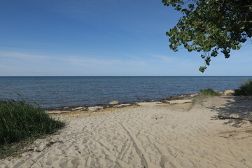 In der Nähe von Timmendorf auf der Insel Poel wächst dieser Baum ganz in der Nähe des Sandstrandes.