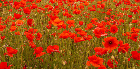 Red Poppy Field Flanders Belgium Battlefield Remembrance background texture image