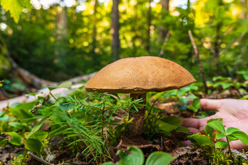 Brown birch boletus with a brown cap among the grass and spruce sprouts. A woman's hand reaches for the mushroom to pluck it. Leccinum scabrum. Mushroom picking