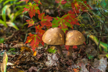 Two brown birch boletus with a brown cap among the grass and spruce sprouts.  Mushroom picking