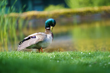 duck in the park