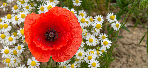 Red Poppy Field Flanders Belgium Battlefield Remembrance background texture image close up of...