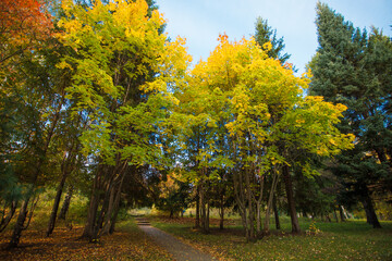 Naklejka premium Golden autumn in city park, seasonal landscape, beautiful nature, Time for romantic walking. Tree alley in fall background