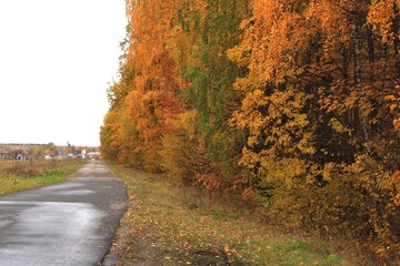 Obraz premium autumn roadside