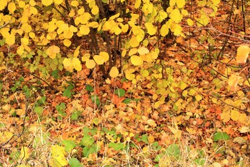 leaves, grass, branches - the yellow tongue of autumn
