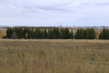 a field, a fence of fir trees and a city in the distance