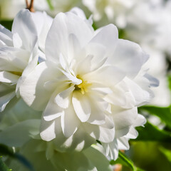 Obraz na płótnie Canvas White terry jasmine flowers in the garden. Macro floral background