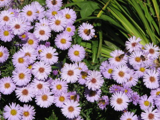 Kwiaty aster nowobelgijski