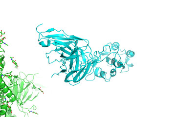 SARS-CoV-2 Spike Glycoprotein.
