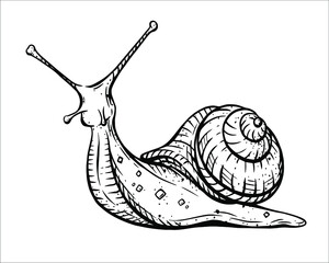 Vector black and white linear illustration of a detailed snail © YuChe