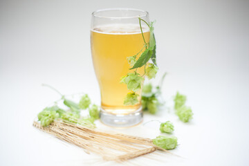 Glass of beer with hops and barley