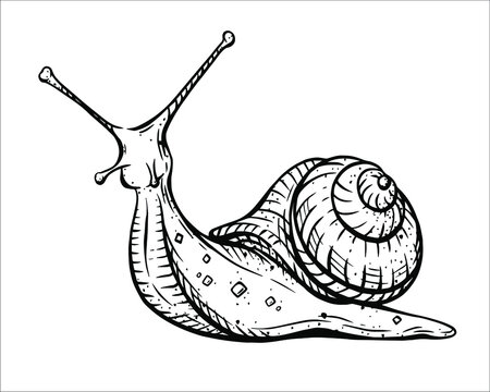 Vector black and white linear illustration of a detailed snail