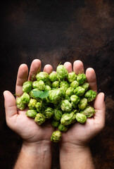 Naklejka na ściany i meble handful of green hops cones in mans hands on dark background. Beer brewing ingredients. top view. copy space. vertical image
