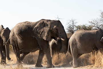 Manada de elefantes en el parque Kruger en Sudáfrica.