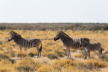 Fototapeta na wymiar Tres cebras en parque nacional Ethosa en Namibia.