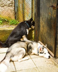 two cute husky breed dogs on ground pavement by the door calmly waiting to get out outdoors