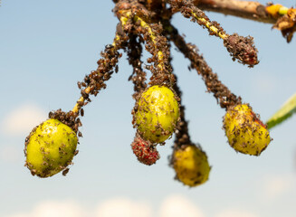 Fruits of sweet cherry covered with aphids on tree branch. Pests of plants.