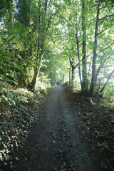 Small hiking path through a forest in France.