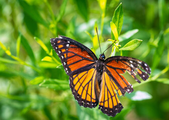 Viceroy along the nature trail in Pearland!