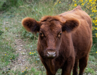 Fluffy cow with big ears close up low level view showing ears eyes nose and head cute good looking