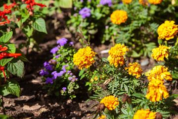 Obraz na płótnie Canvas Round yellow marigold flowers - summer day