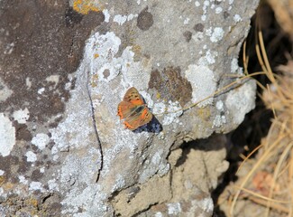 Orange butterfly Lycaenidae on a stone