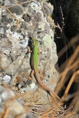 Green lizard Lacerta viridis on a rock in the forest