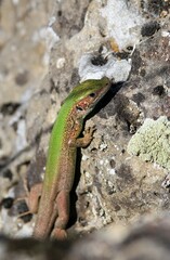 Green lizard Lacerta viridis on a rock in the forest