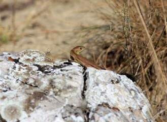 Young lizard Lacerta viridis on a rock