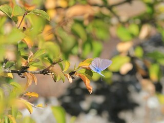 Blue butterfly Lycaenidae in the autumn forest