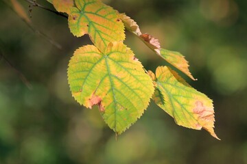 Yellow linden leaves in the autumn forest