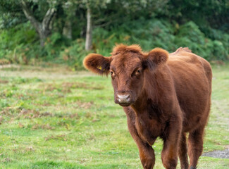 Fluffy cow with big ears close up low level view showing ears eyes nose and head cute good looking