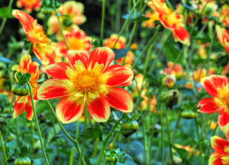 Blüten rot und gelb