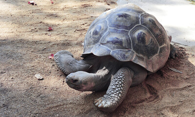 Nature and wildlife - Photo of a big turtle with huge shell - Reptiles