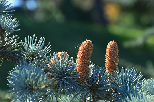 Erected mature cones of coniferous Fir tree, latin name Abies, possibly Abies Alba or Abies Concolor, in autumn daylight sunshine, with some cobweb on the tip of the left cone