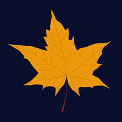 Realistic bright yellow orange maple leaf isolated on dark blue background. Vector illustration. Autumn is here. Fall season. Fallen golden leaves. Ecology concept. Environment conservation. October.